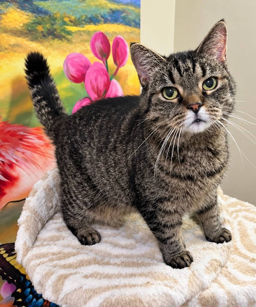 Breezy - Domestic Shorthair available for adoption