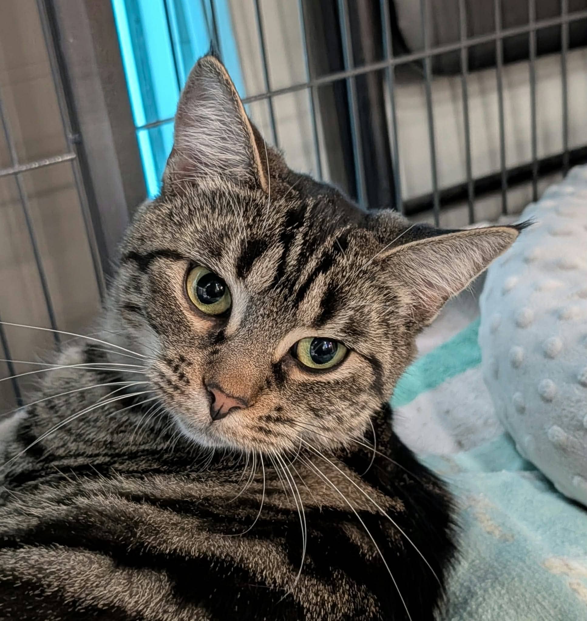 Prue - Domestic Shorthair available for adoption
