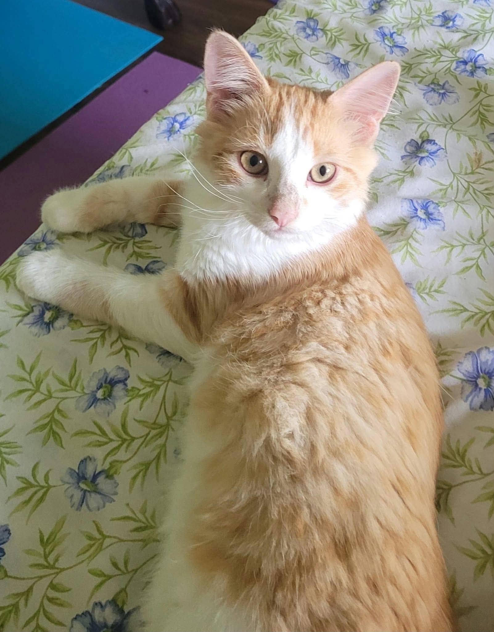 Checkers - Domestic Shorthair cat available for adoption at Biscuits and Purrs Cat Rescue in Ottawa
