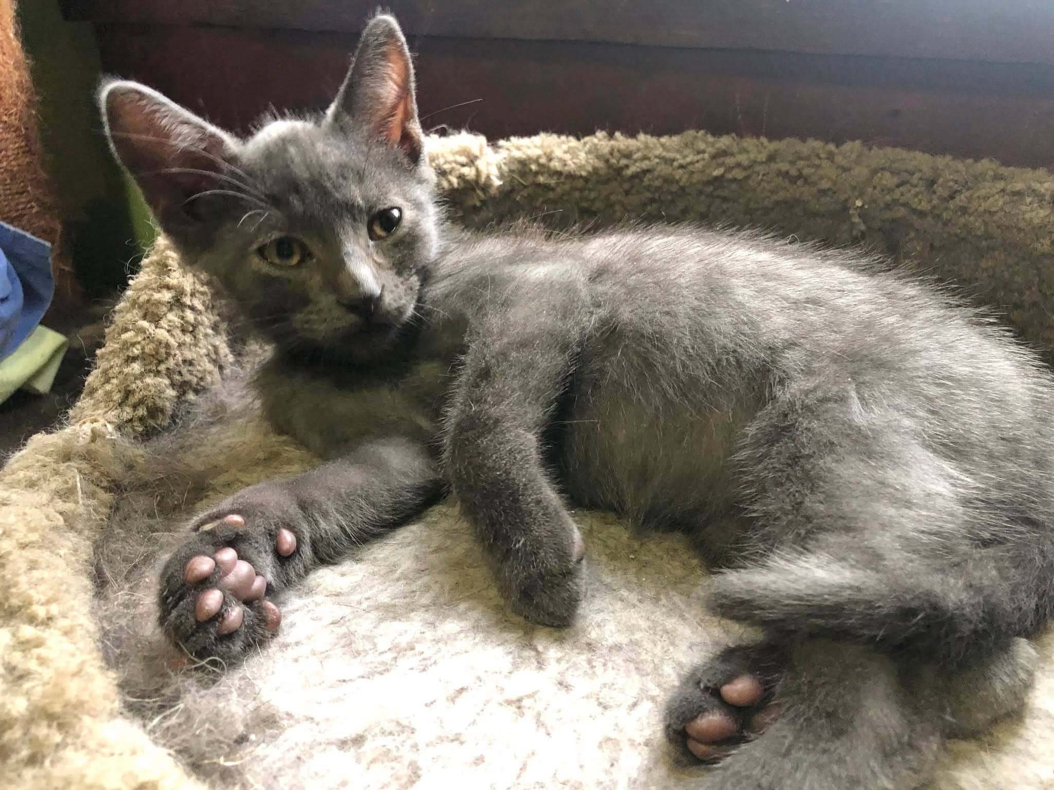 Albert - Domestic Shorthair cat available for adoption at Biscuits and Purrs Cat Rescue in Ottawa