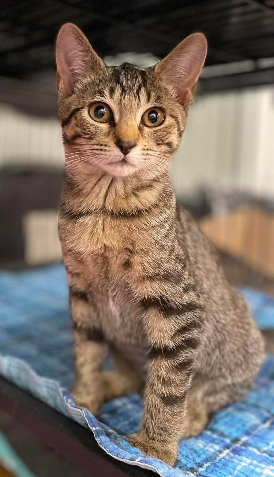 Aricia - Domestic Shorthair cat available for adoption at Biscuits and Purrs Cat Rescue in Ottawa