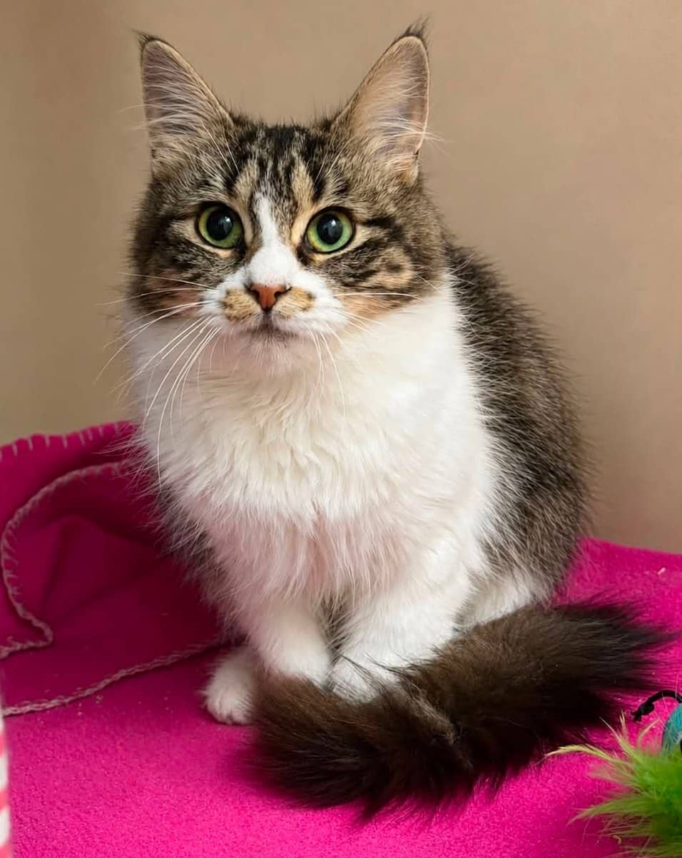 Bonnet - Domestic Shorthair cat available for adoption at Biscuits and Purrs Cat Rescue in Ottawa