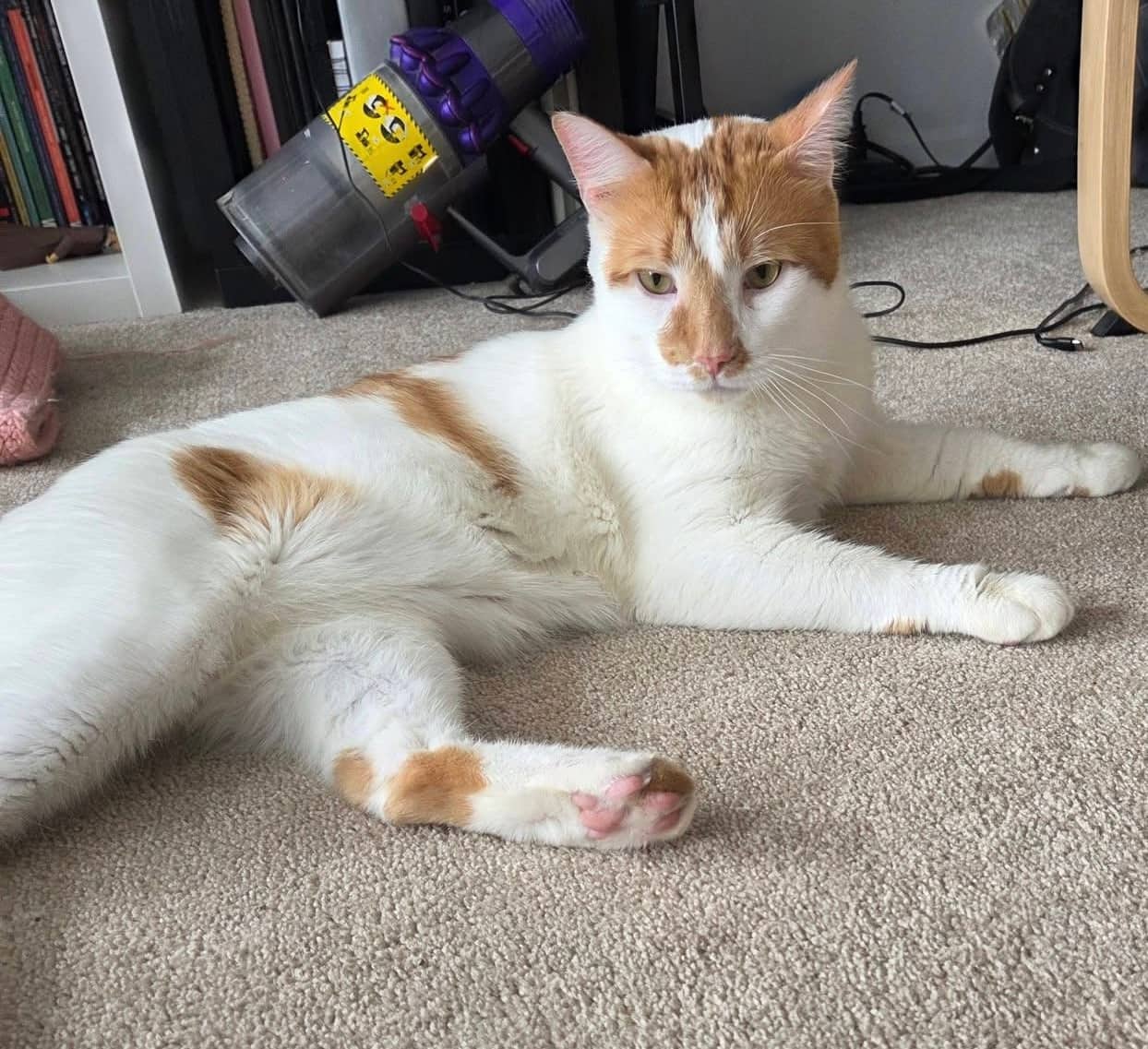 Lou - Domestic Shorthair cat available for adoption at Biscuits and Purrs Cat Rescue in Ottawa