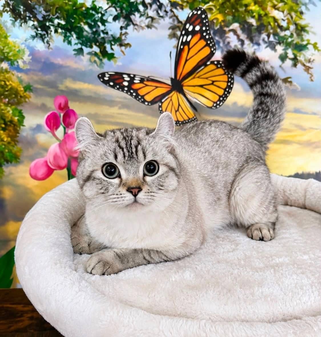 Kiki - Domestic Shorthair cat available for adoption at Biscuits and Purrs Cat Rescue in Ottawa