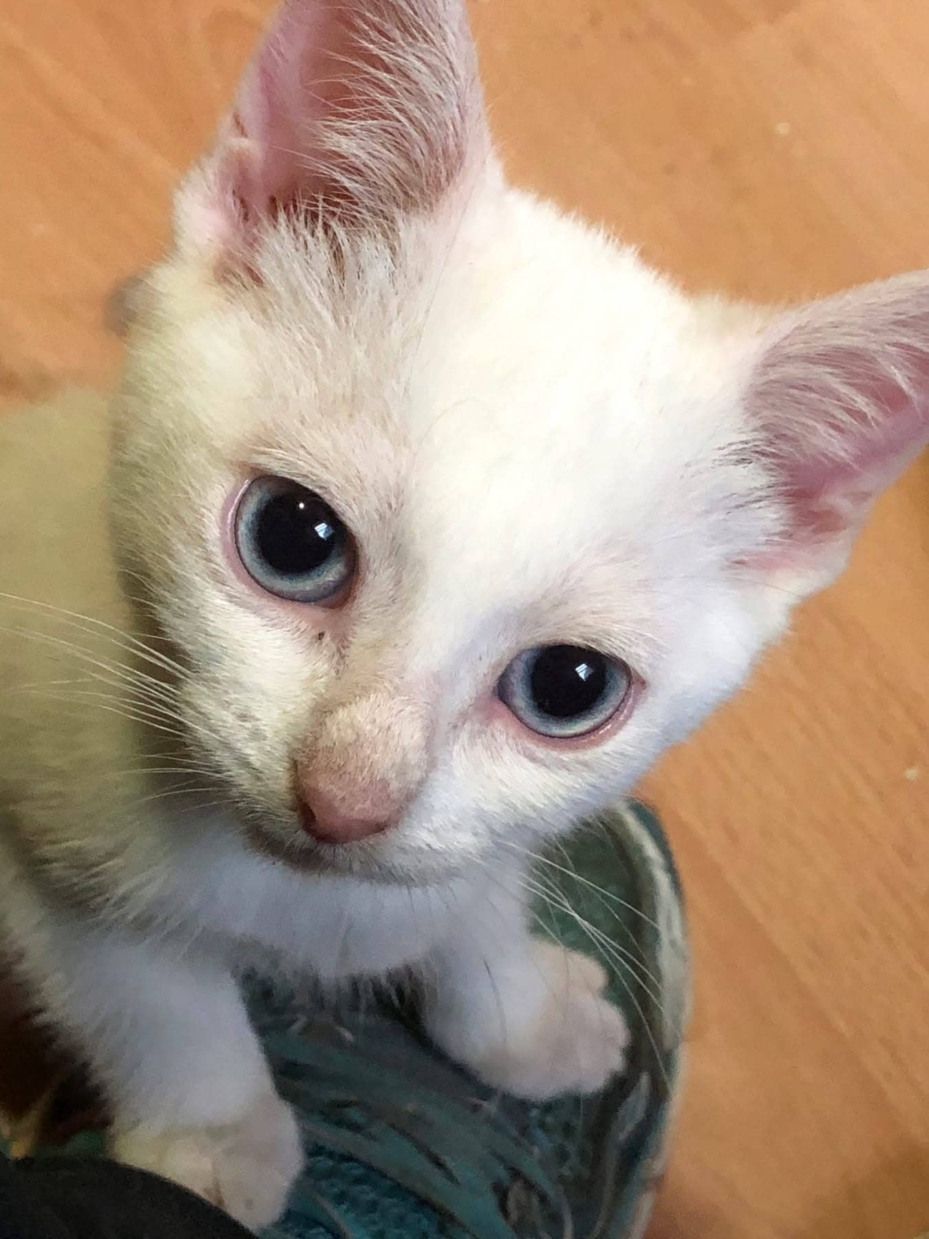 Cheese Curd - Domestic Shorthair cat available for adoption at Biscuits and Purrs Cat Rescue in Ottawa