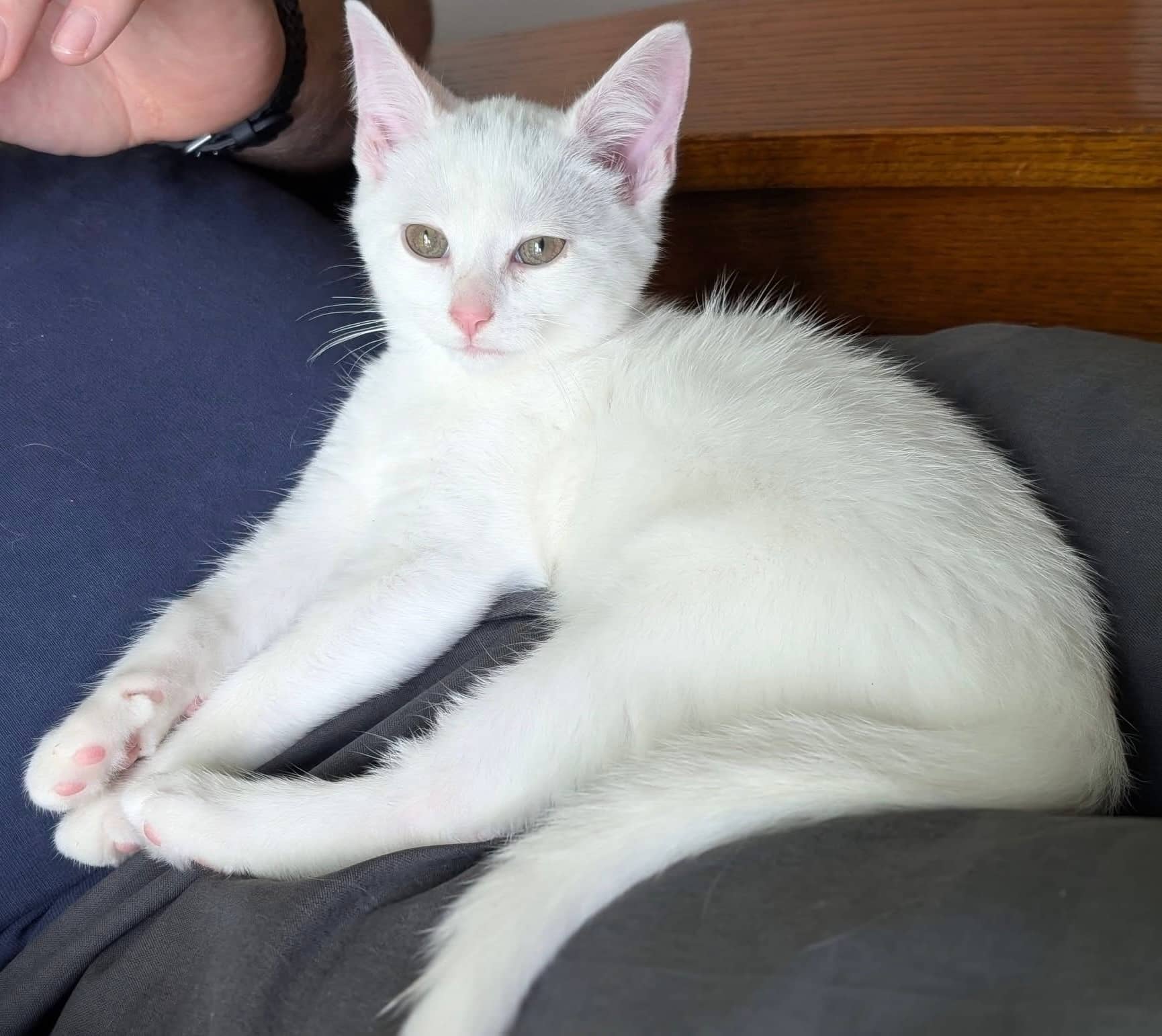 Mai Tai - Domestic Shorthair cat available for adoption in Calgary