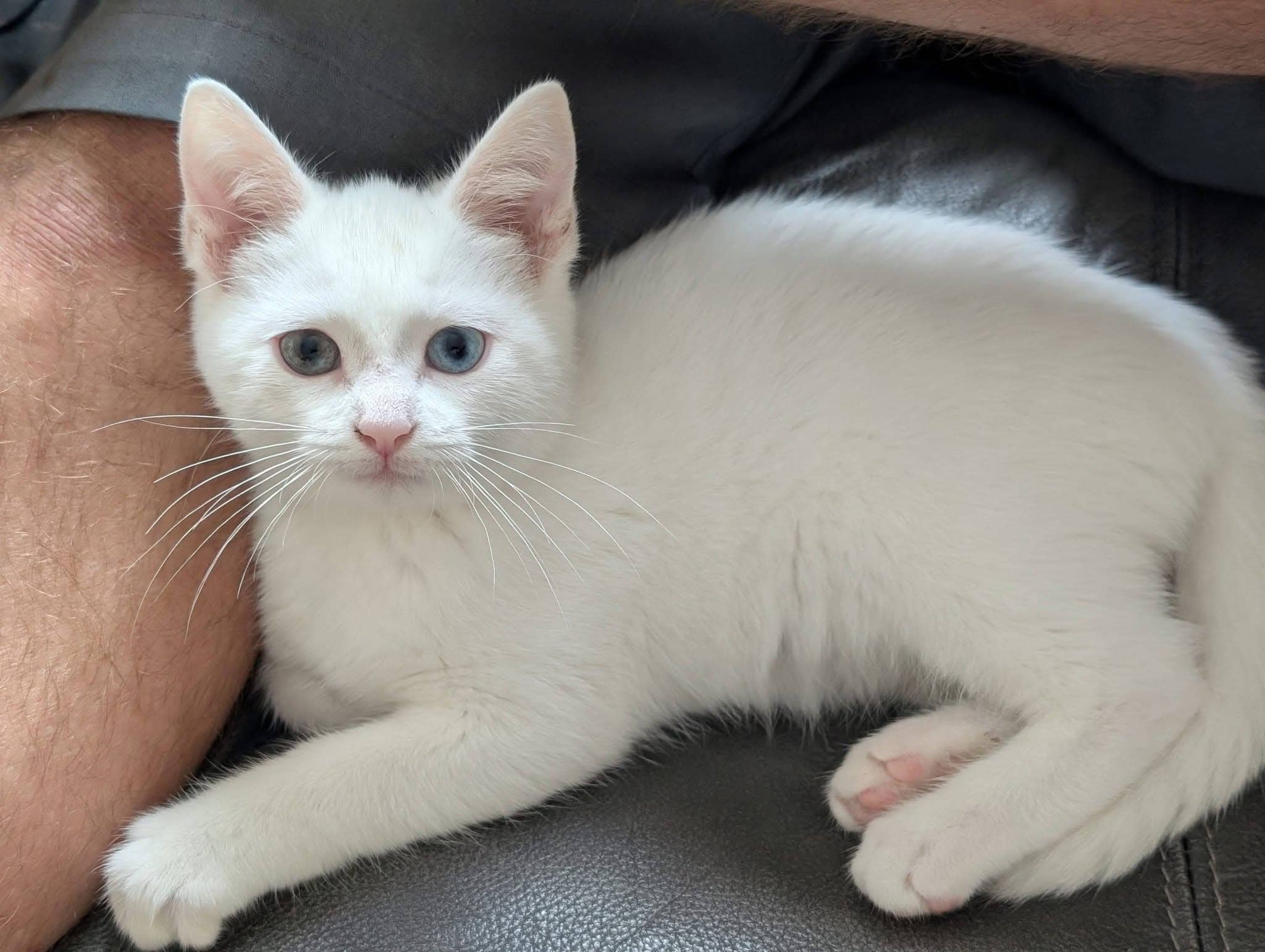 Mellow - Domestic Shorthair cat available for adoption in Calgary