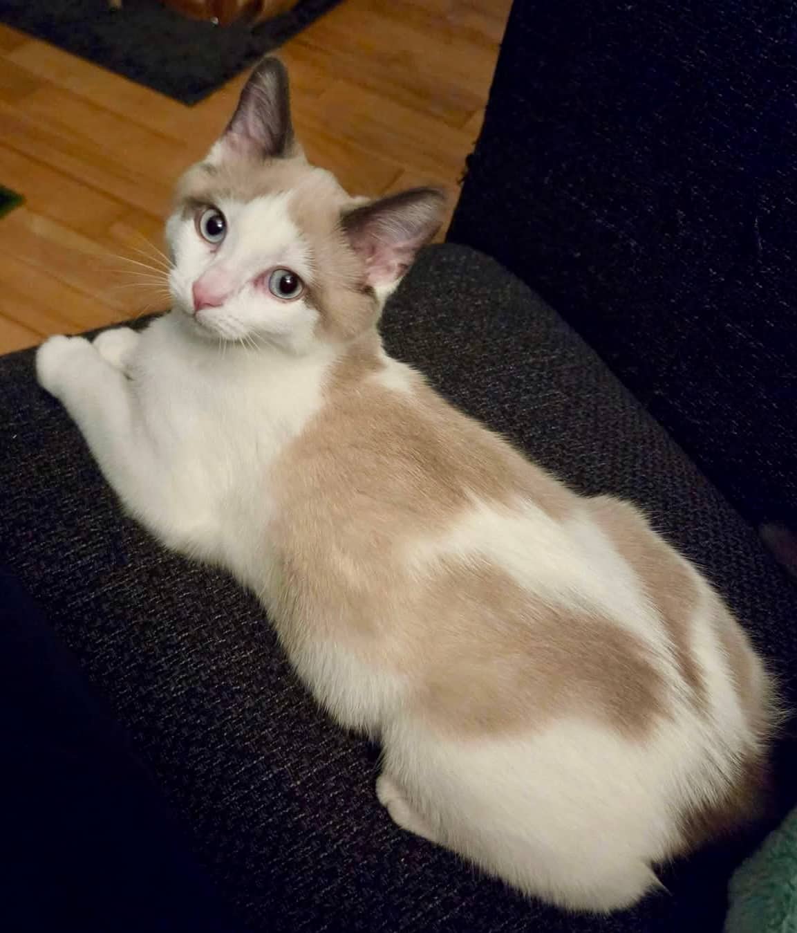 Crystal - Domestic Shorthair cat available for adoption at Biscuits and Purrs Cat Rescue in Ottawa