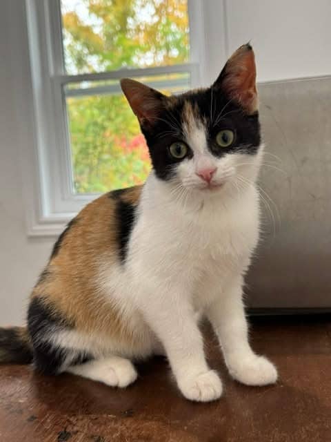 Lucy - Domestic Shorthair cat available for adoption at Biscuits and Purrs Cat Rescue in Ottawa