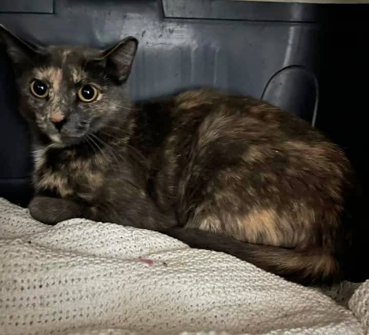 Mana - Domestic Shorthair cat available for adoption at Biscuits and Purrs Cat Rescue in Ottawa