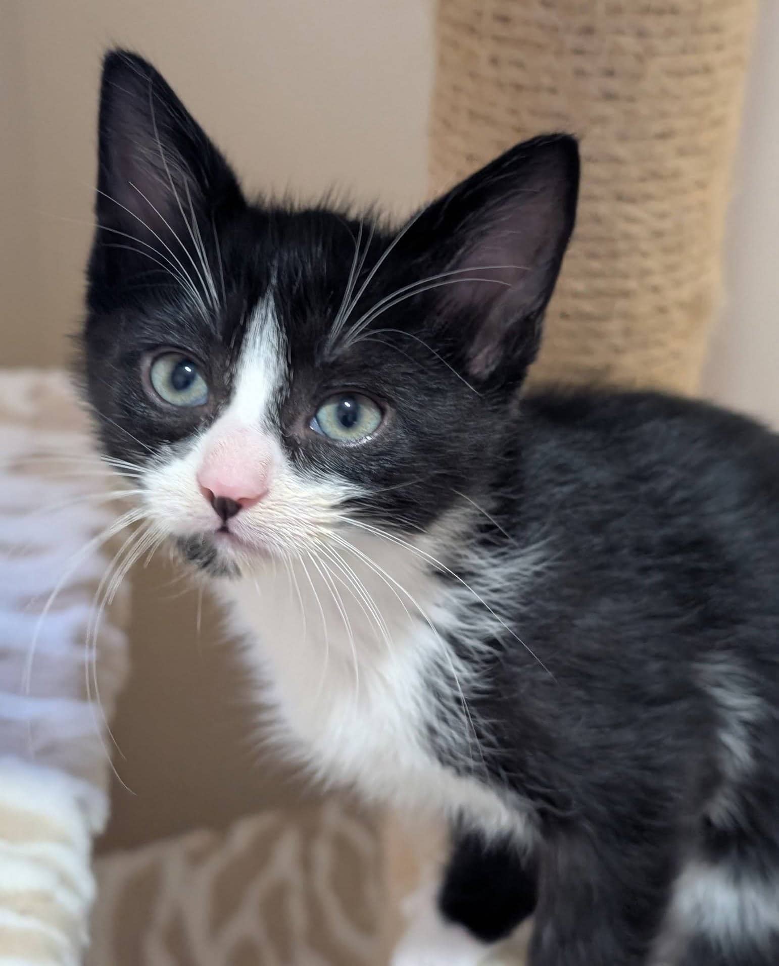 Megatron - Domestic Shorthair cat available for adoption at Biscuits and Purrs Cat Rescue in Ottawa