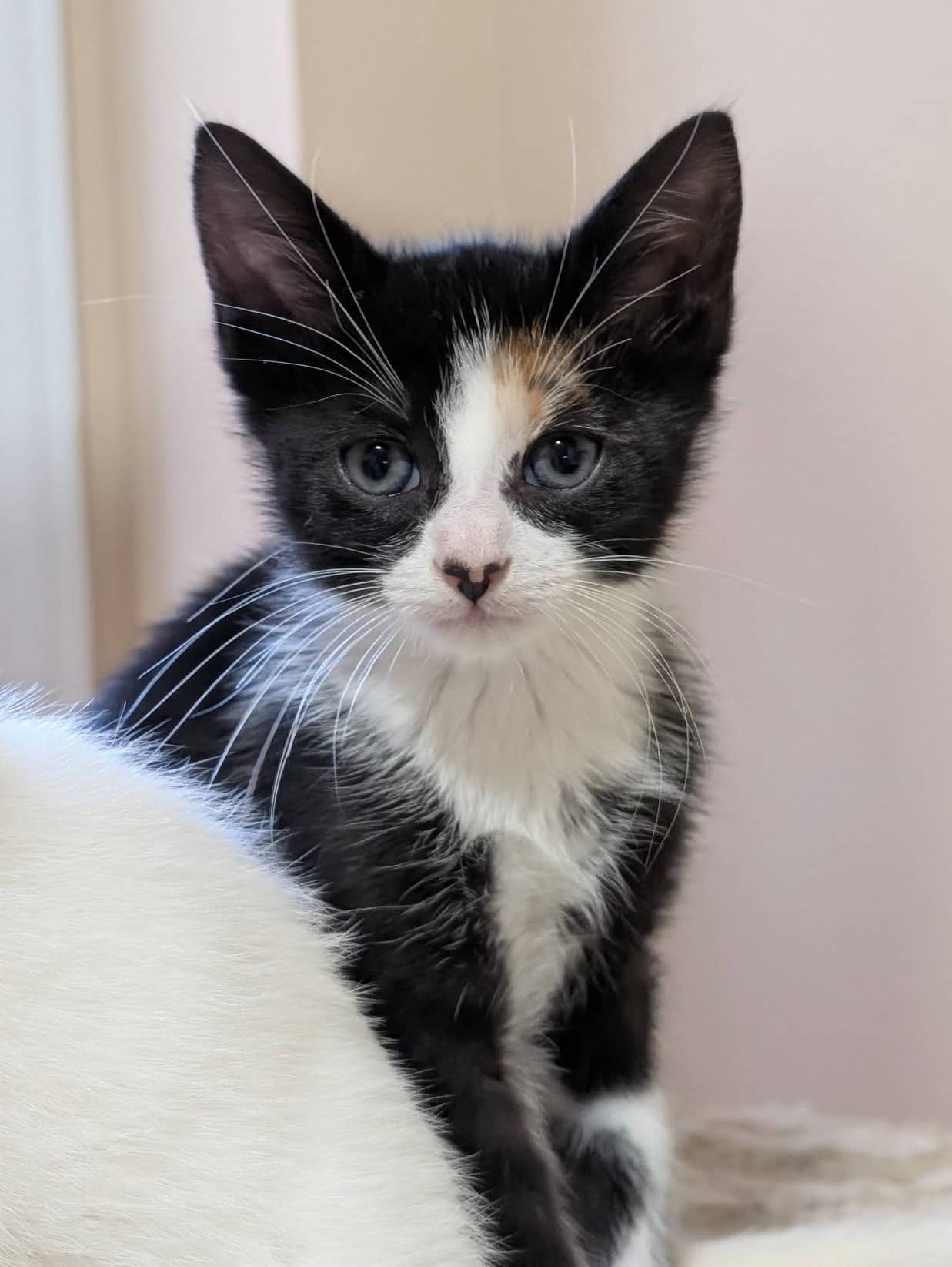 Midnight-Mini - Domestic Shorthair cat available for adoption in Calgary