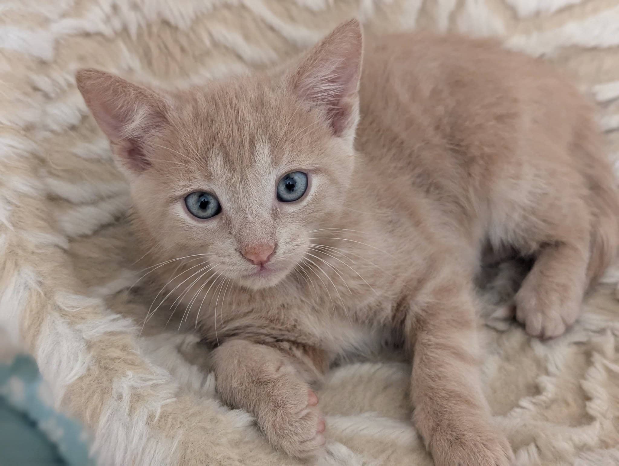 Mochi - Domestic Shorthair cat available for adoption in Calgary