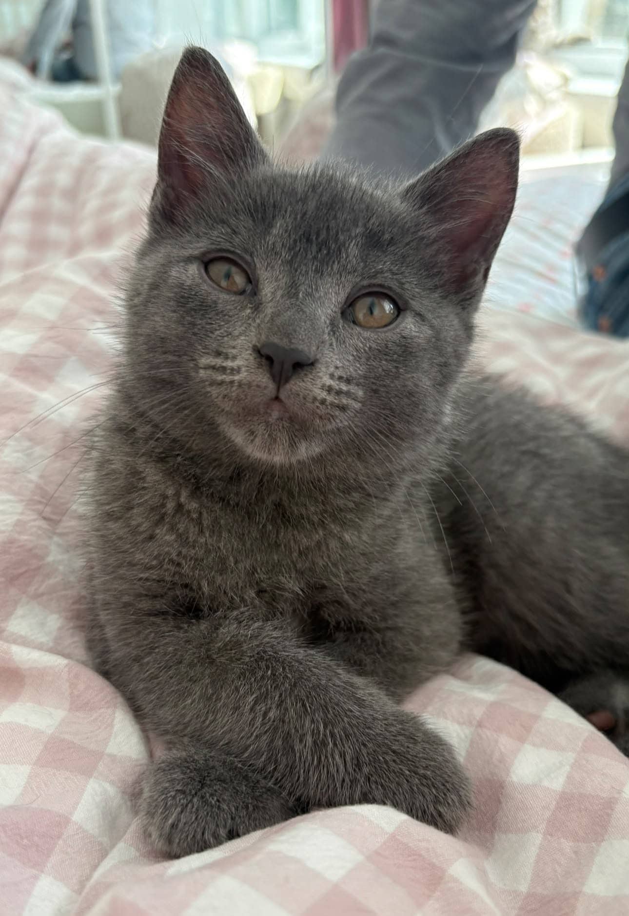 Moe - Domestic Shorthair cat available for adoption at Biscuits and Purrs Cat Rescue in Ottawa