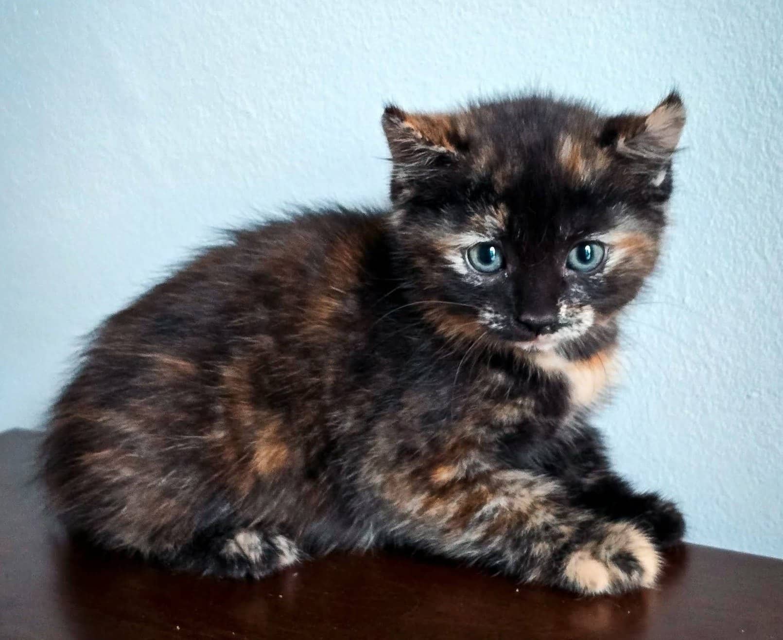 Nicky - Domestic Shorthair cat available for adoption at Biscuits and Purrs Cat Rescue in Ottawa