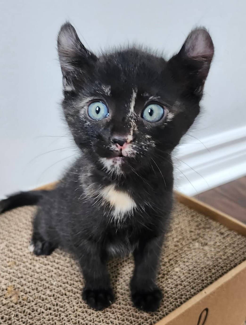 Panther - Domestic Shorthair cat available for adoption at Biscuits and Purrs Cat Rescue in Ottawa