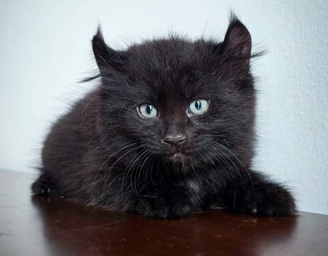Cat Adoption Brockville: 1000 Islands Rescue | LocalPetFinder
