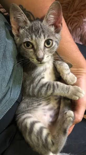 Scooter - Domestic Shorthair cat available for adoption at Biscuits and Purrs Cat Rescue in Ottawa