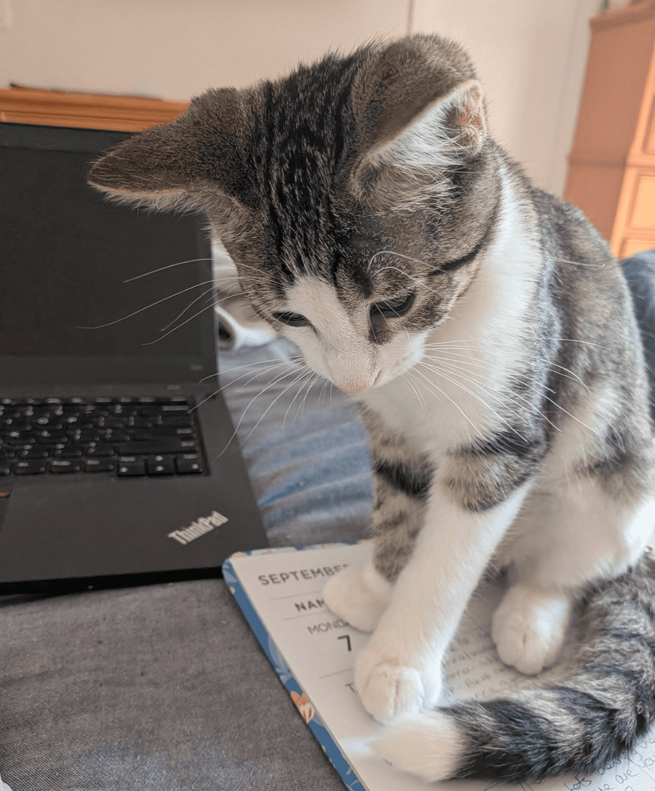 Piper - Domestic Shorthair cat available for adoption in Ontario