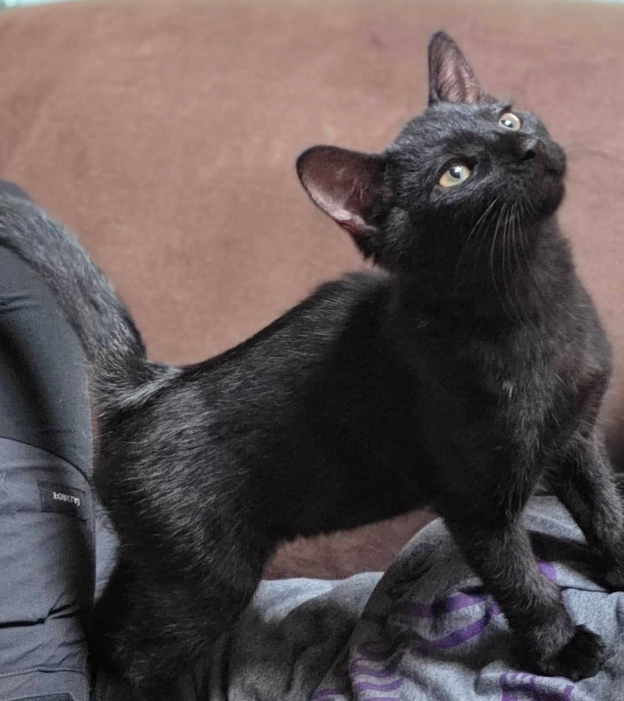 Avalon - Domestic Shorthair cat available for adoption at Biscuits and Purrs Cat Rescue in Ottawa