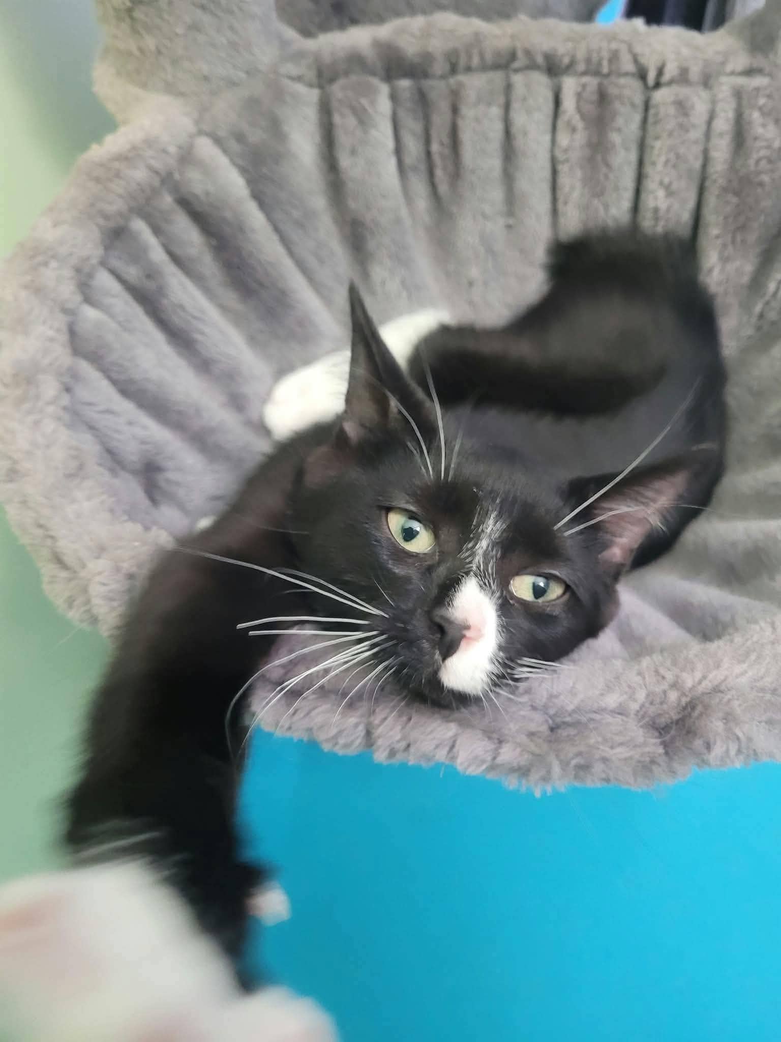 Princess - Domestic Shorthair cat available for adoption at Biscuits and Purrs Cat Rescue in Ottawa