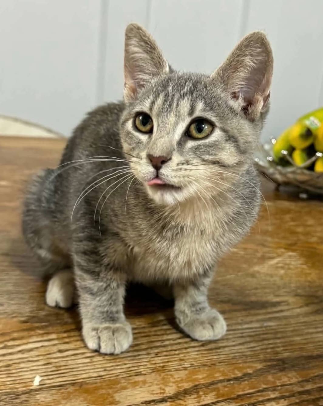 Ashley - Domestic Shorthair cat available for adoption at Biscuits and Purrs Cat Rescue in Ottawa