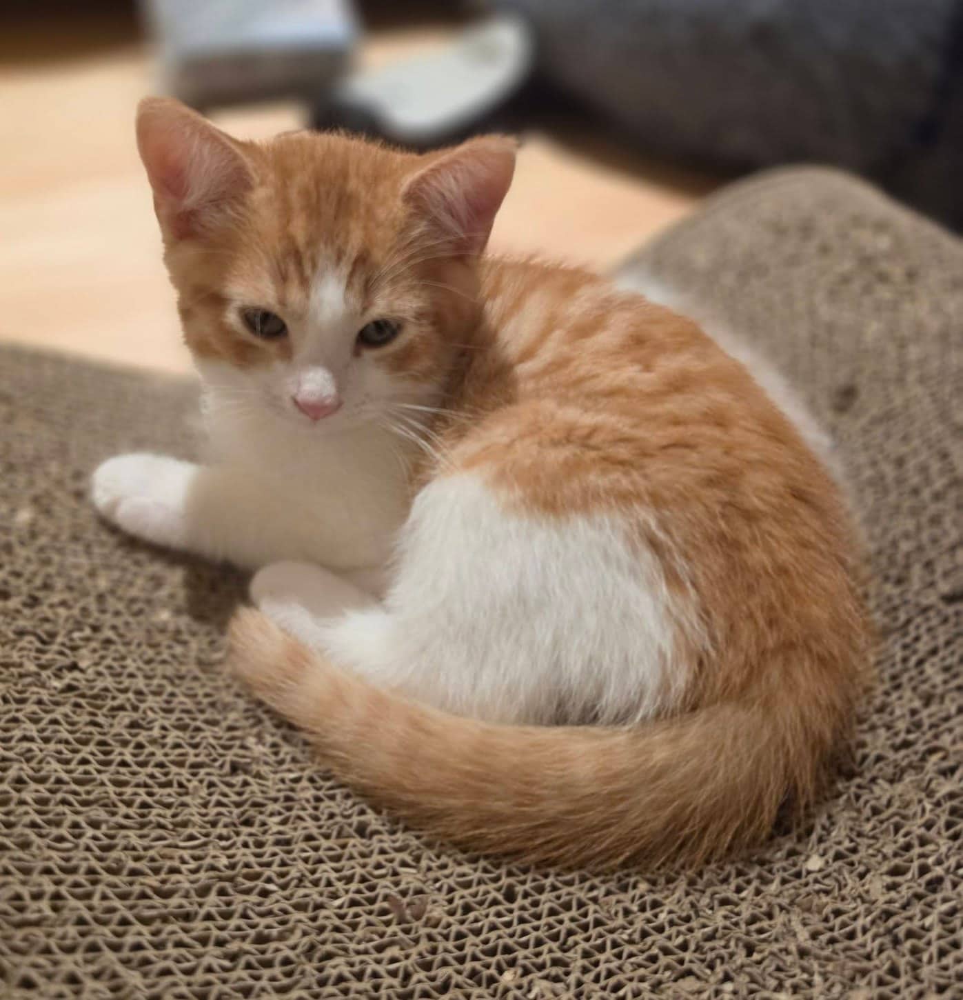 Altheim - Domestic Shorthair cat available for adoption at Biscuits and Purrs Cat Rescue in Ottawa