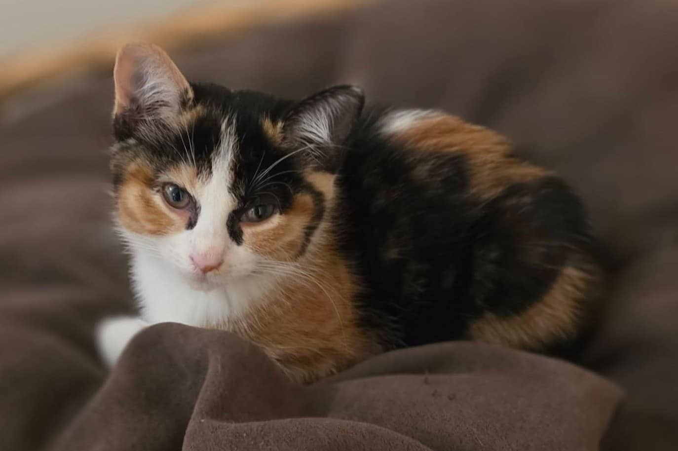 Amaravati - Domestic Shorthair cat available for adoption at Biscuits and Purrs Cat Rescue in Ottawa