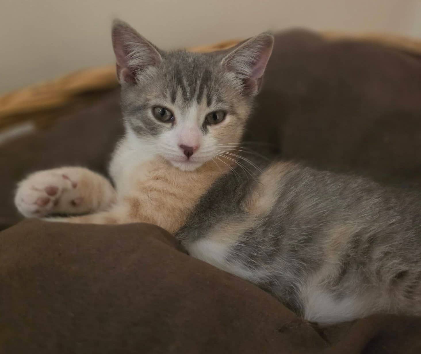 Arcadia - Domestic Shorthair cat available for adoption at Biscuits and Purrs Cat Rescue in Ottawa