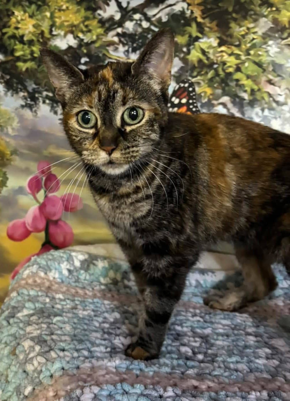 Callie - Domestic Shorthair cat available for adoption at Biscuits and Purrs Cat Rescue in Ottawa