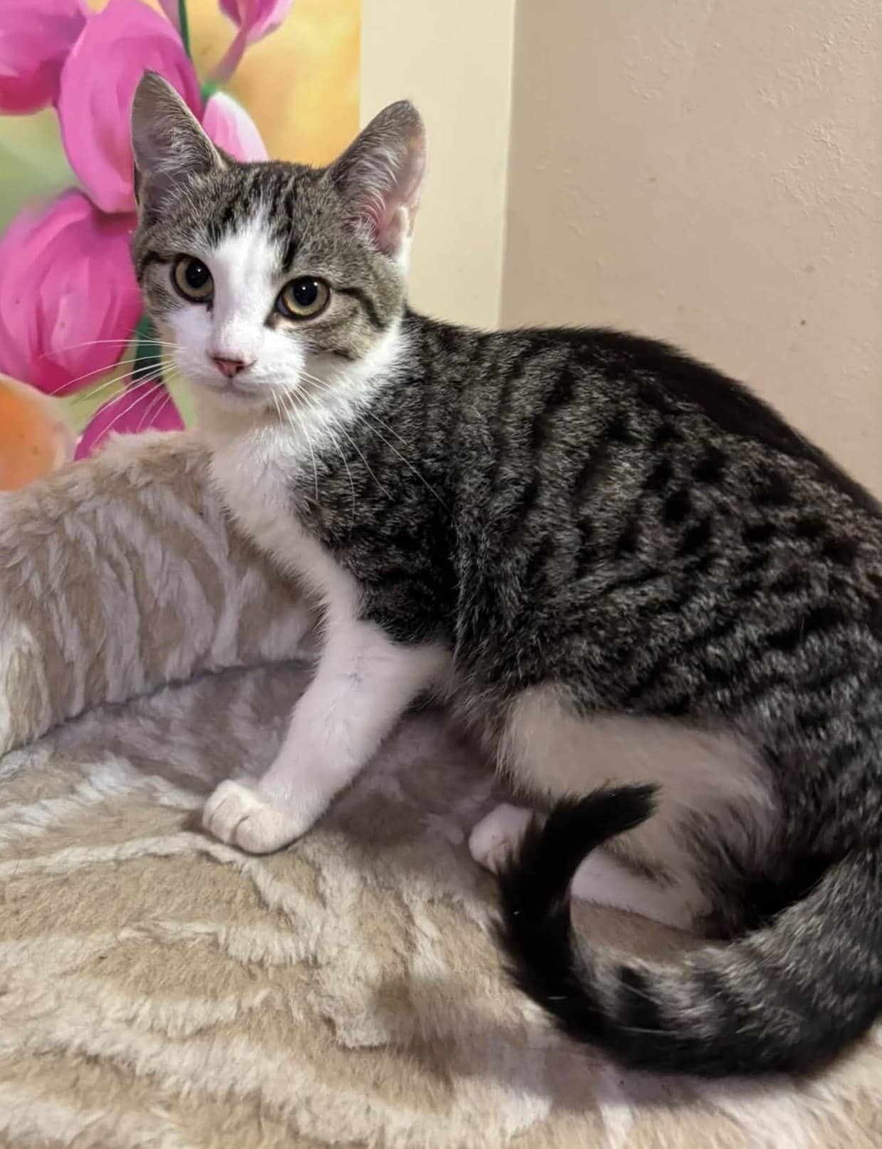 Cory - Domestic Shorthair cat available for adoption at Biscuits and Purrs Cat Rescue in Ottawa