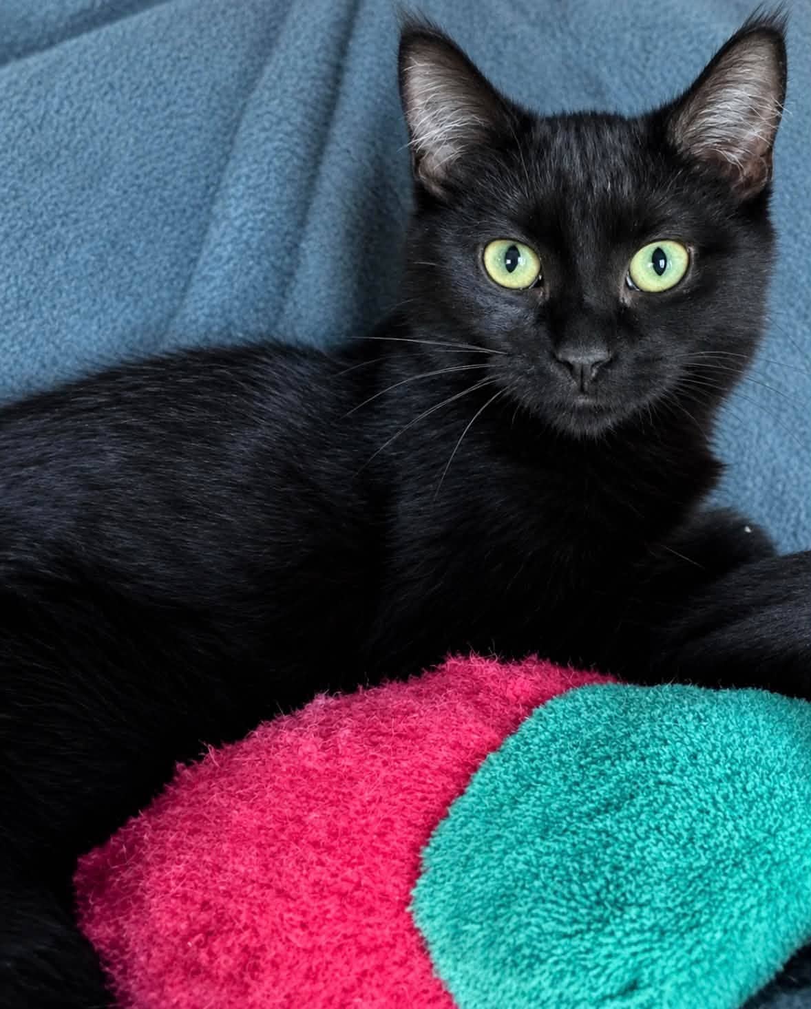Glimmer - Domestic Shorthair cat available for adoption at Biscuits and Purrs Cat Rescue in Ottawa