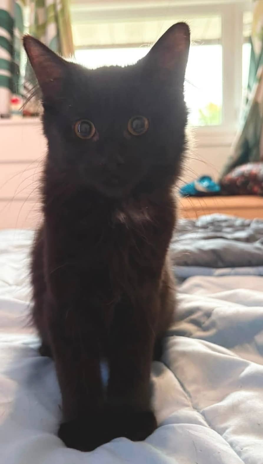 Yuki - Domestic Shorthair cat available for adoption in Ontario