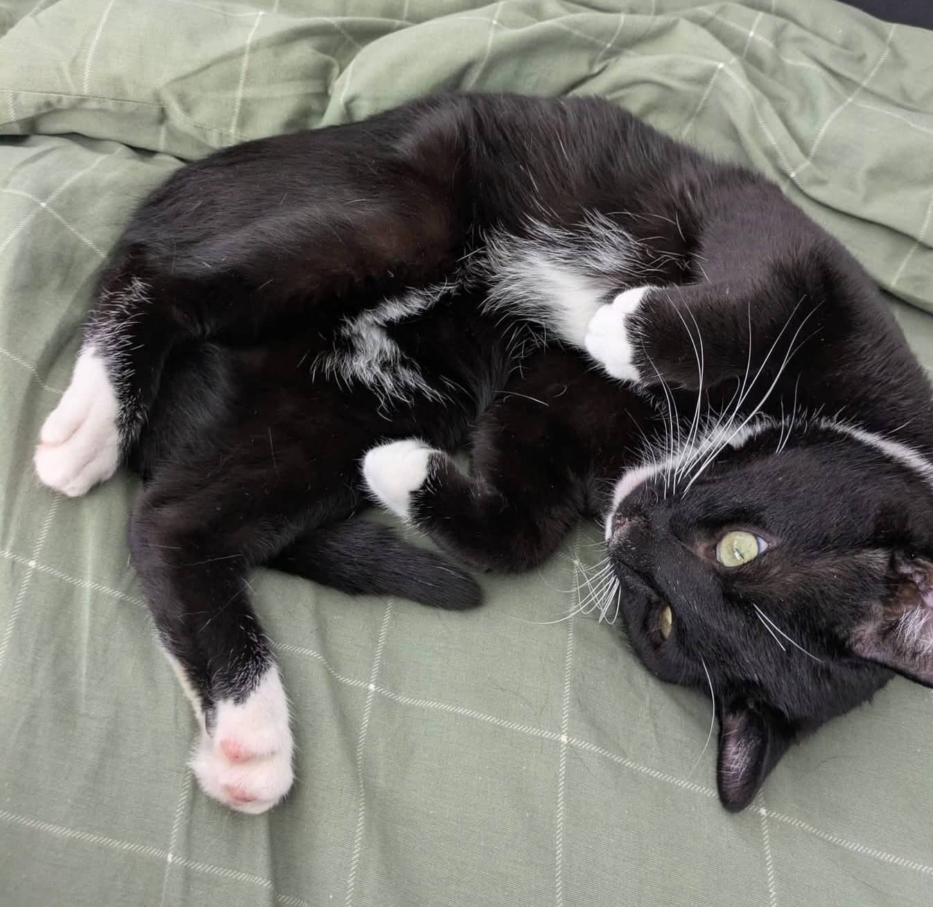 George - Domestic Shorthair cat available for adoption at Biscuits and Purrs Cat Rescue in Ottawa