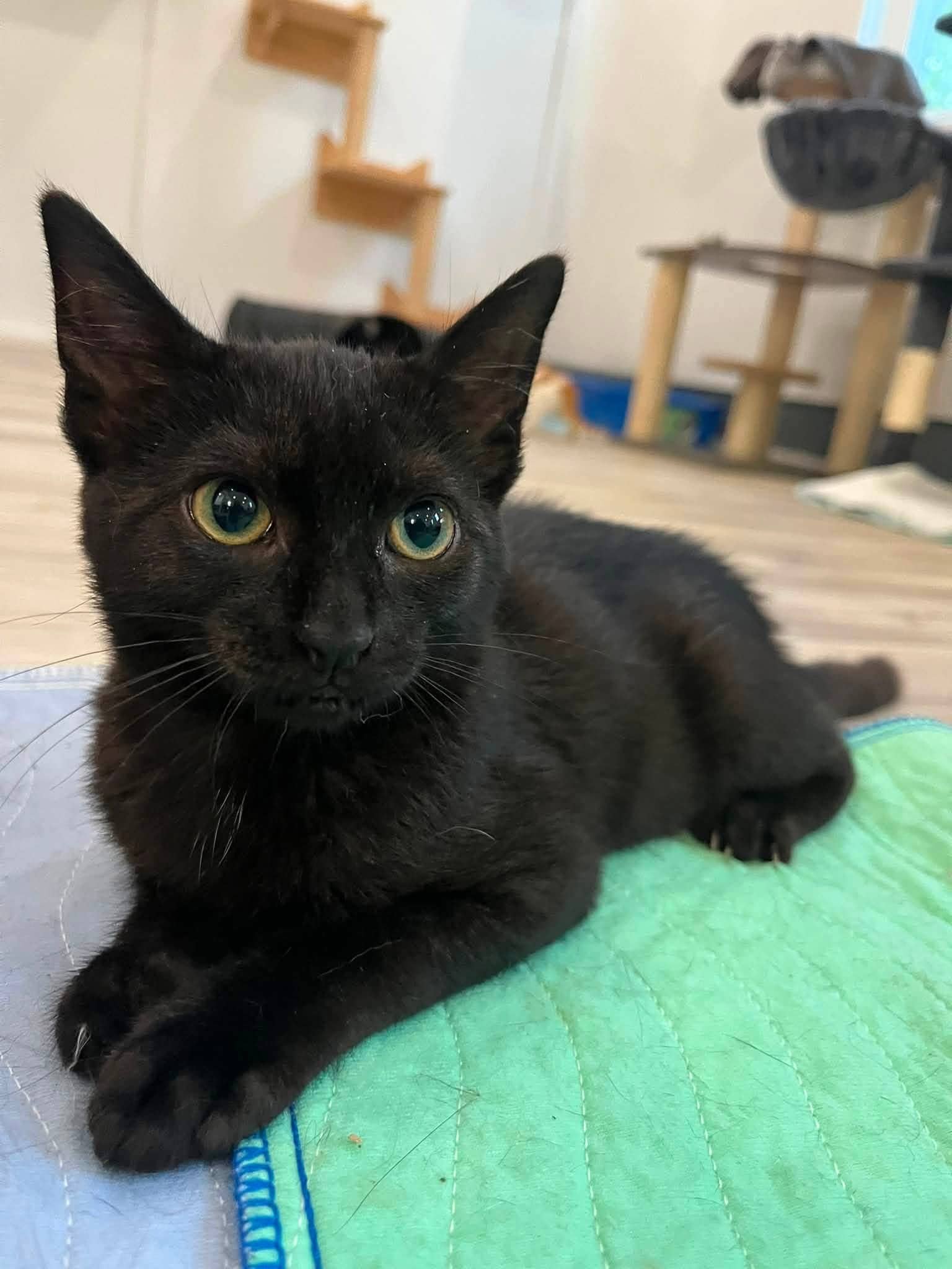 Hattie - Domestic Shorthair cat available for adoption at Biscuits and Purrs Cat Rescue in Ottawa