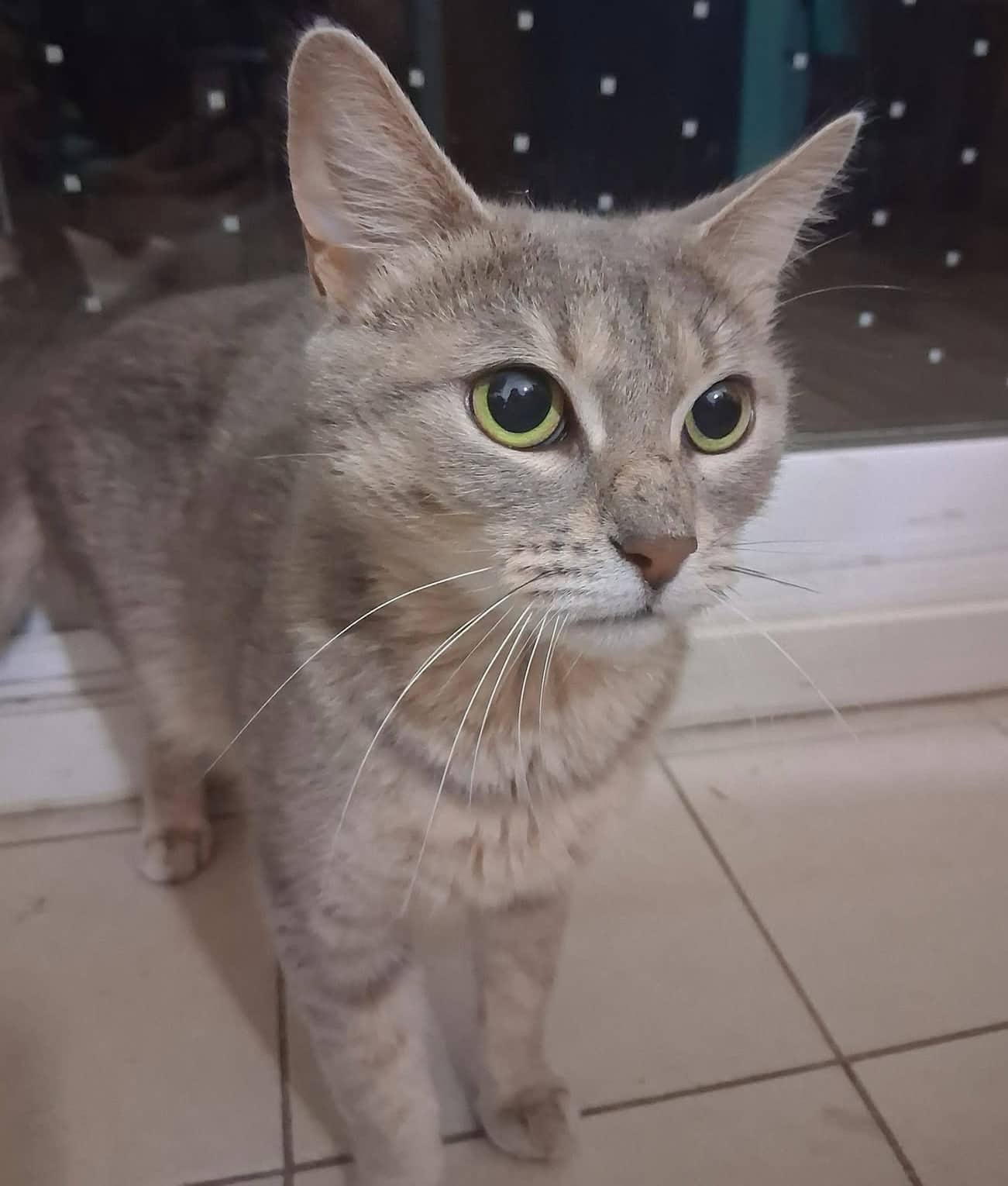 Shania - Domestic Shorthair available for adoption