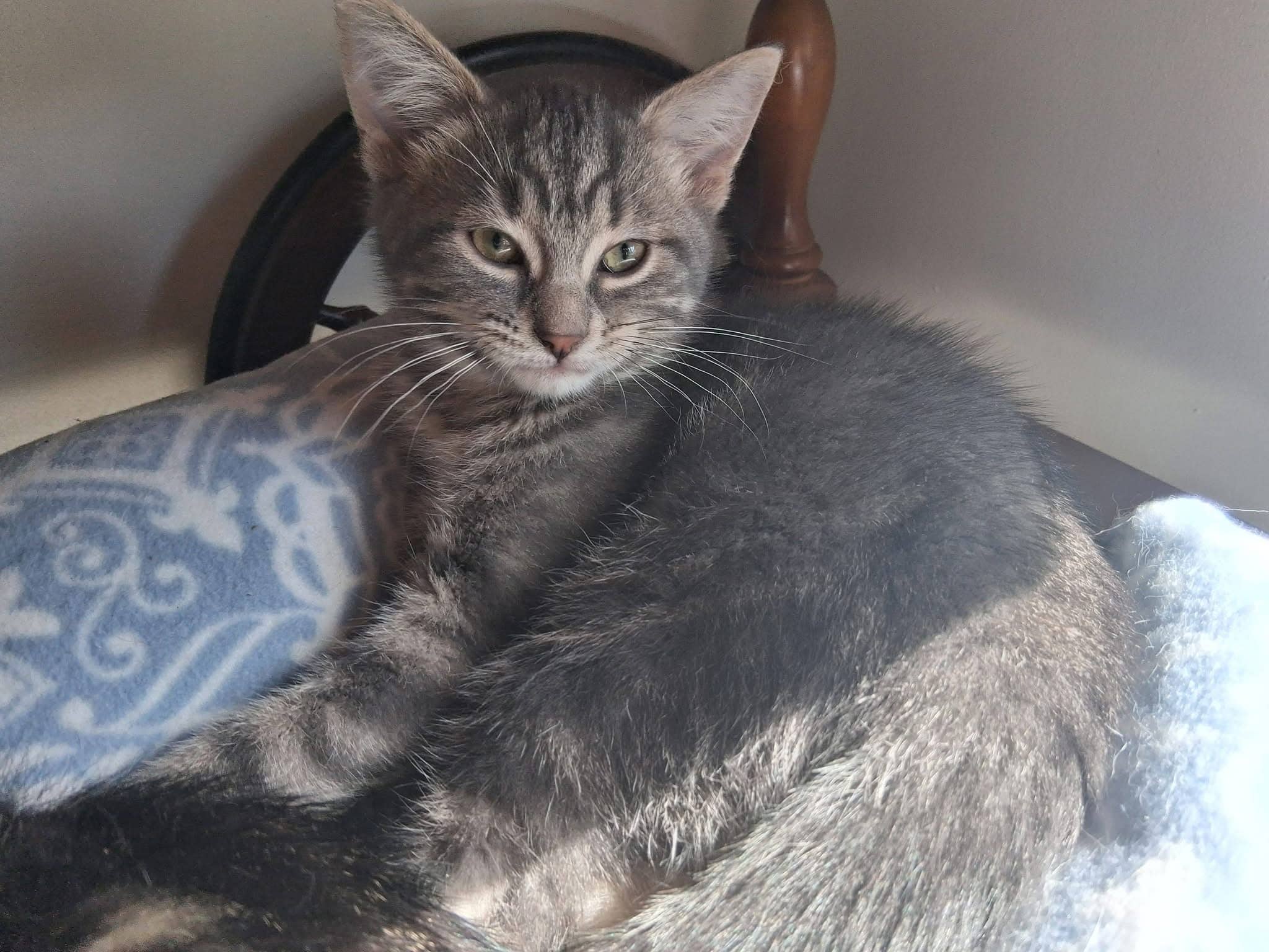 Bubba - Domestic Shorthair cat available for adoption at Biscuits and Purrs Cat Rescue in Ottawa