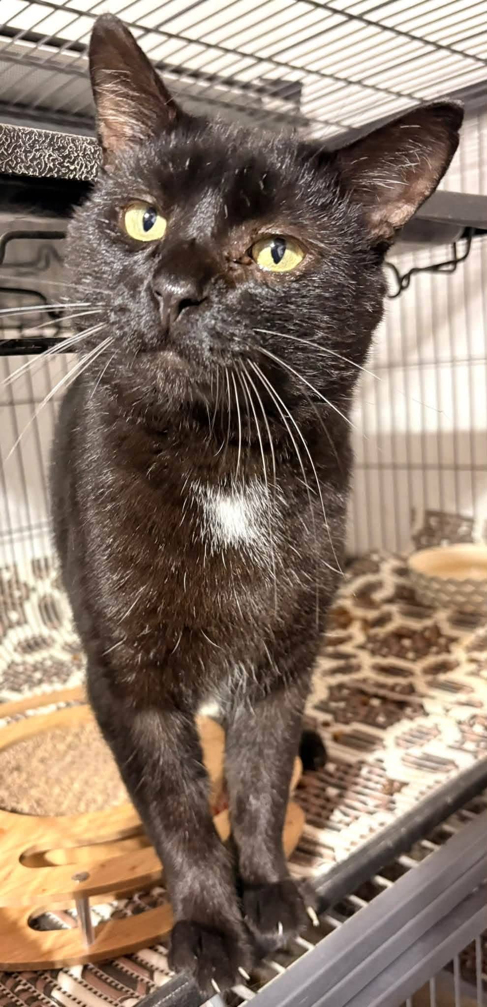 Fredo - Domestic Shorthair cat available for adoption at Biscuits and Purrs Cat Rescue in Ottawa