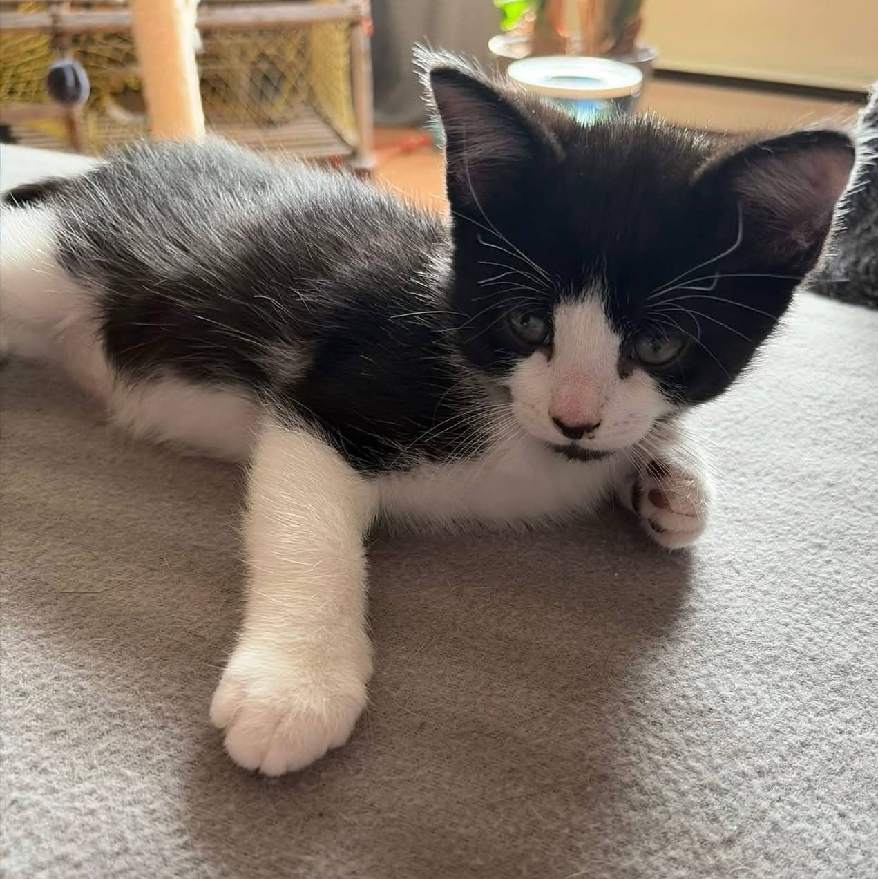 Kelowna - Domestic Shorthair cat available for adoption at Biscuits and Purrs Cat Rescue in Ottawa