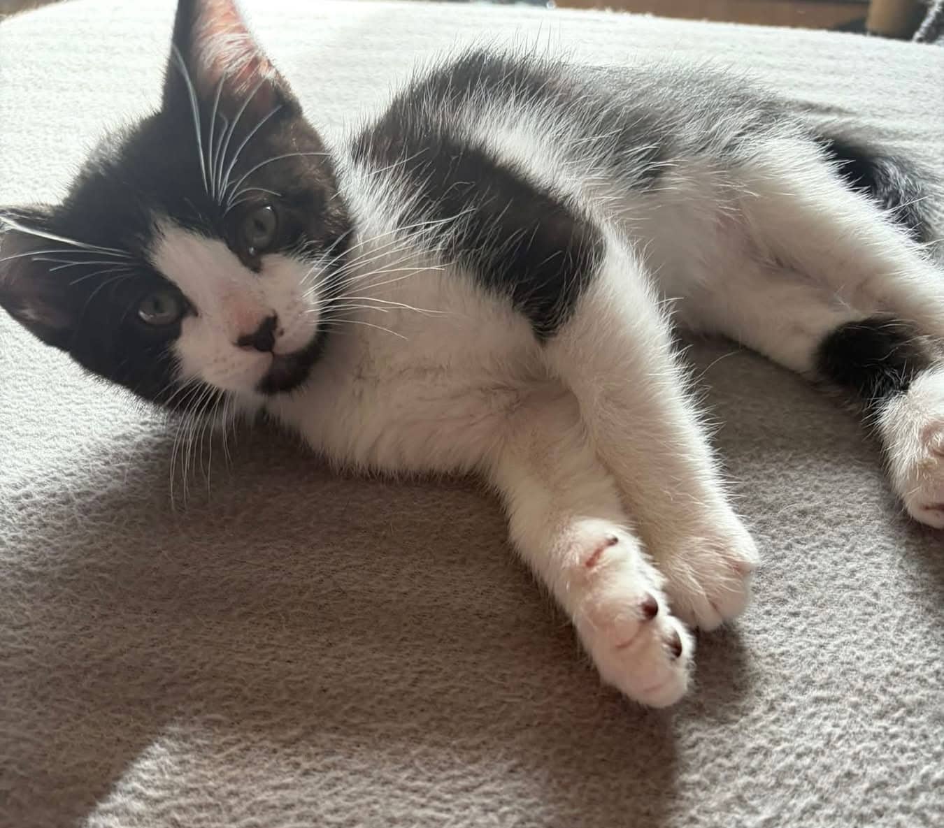 Sooke - Domestic Shorthair cat available for adoption at Biscuits and Purrs Cat Rescue in Ottawa
