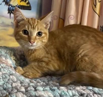 Dutchess - Domestic Shorthair cat available for adoption at Biscuits and Purrs Cat Rescue in Ottawa