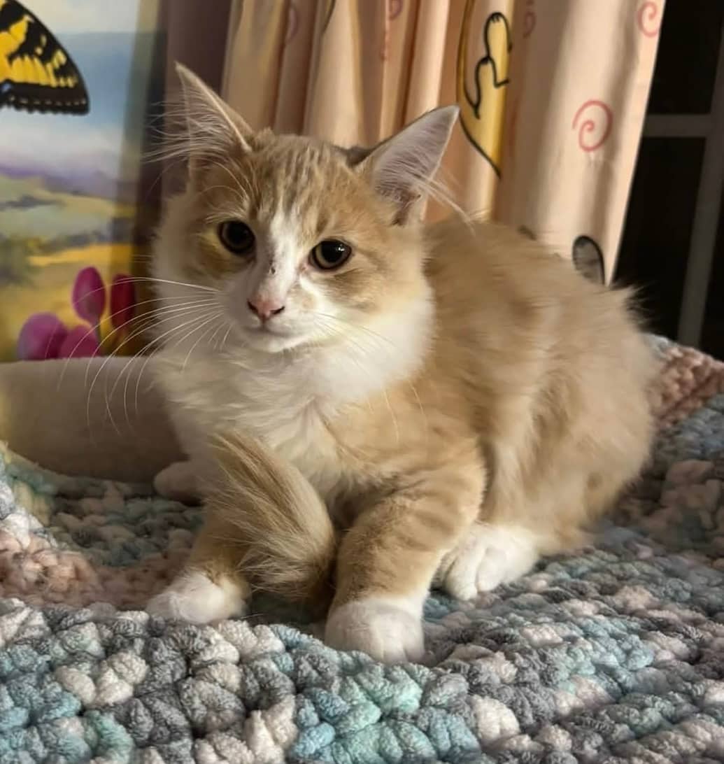 Tater - Domestic Shorthair cat available for adoption at Biscuits and Purrs Cat Rescue in Ottawa
