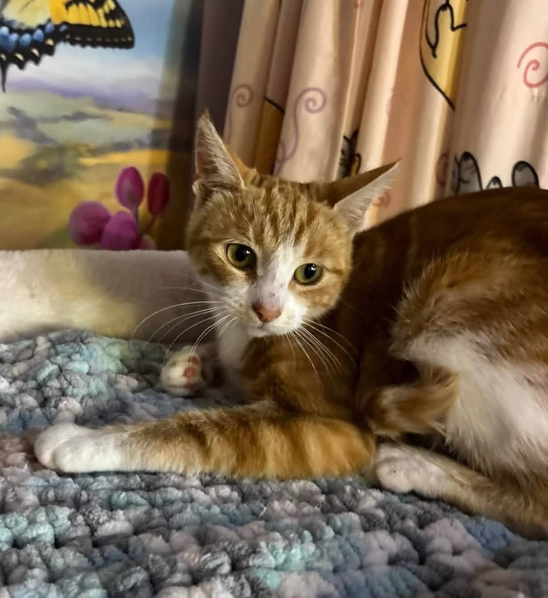 O'Malia - Domestic Shorthair cat available for adoption at Biscuits and Purrs Cat Rescue in Ottawa
