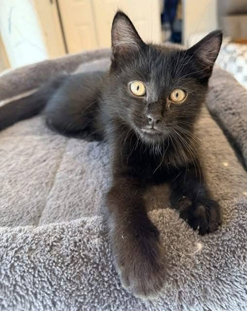 Coco - Domestic Shorthair cat available for adoption at Biscuits and Purrs Cat Rescue in Ottawa