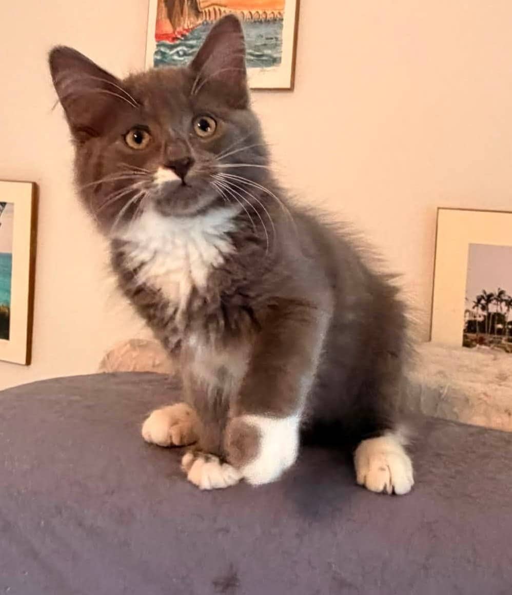 Marble - Domestic Shorthair cat available for adoption at Biscuits and Purrs Cat Rescue in Ottawa