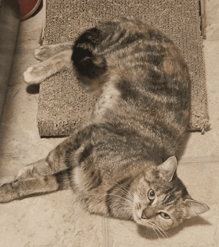 Molly - Domestic Shorthair cat available for adoption in Ontario