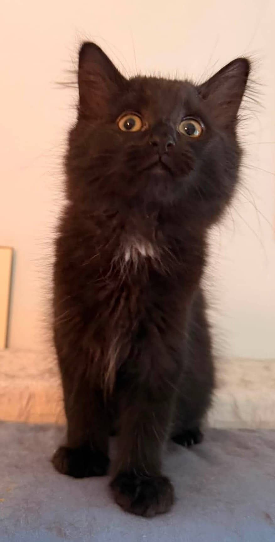 Uno - Domestic Shorthair cat available for adoption at Biscuits and Purrs Cat Rescue in Ottawa