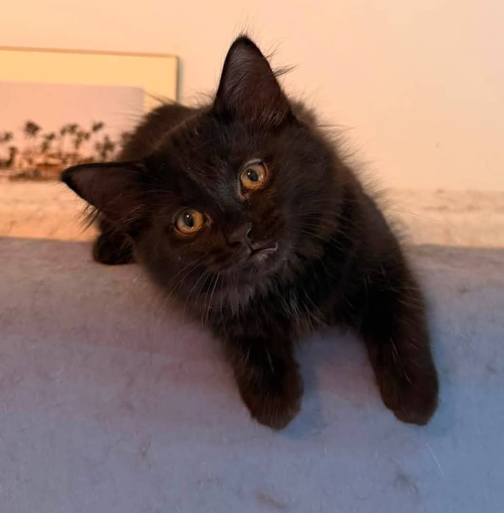 Yuki - Domestic Shorthair cat available for adoption at Biscuits and Purrs Cat Rescue in Ottawa