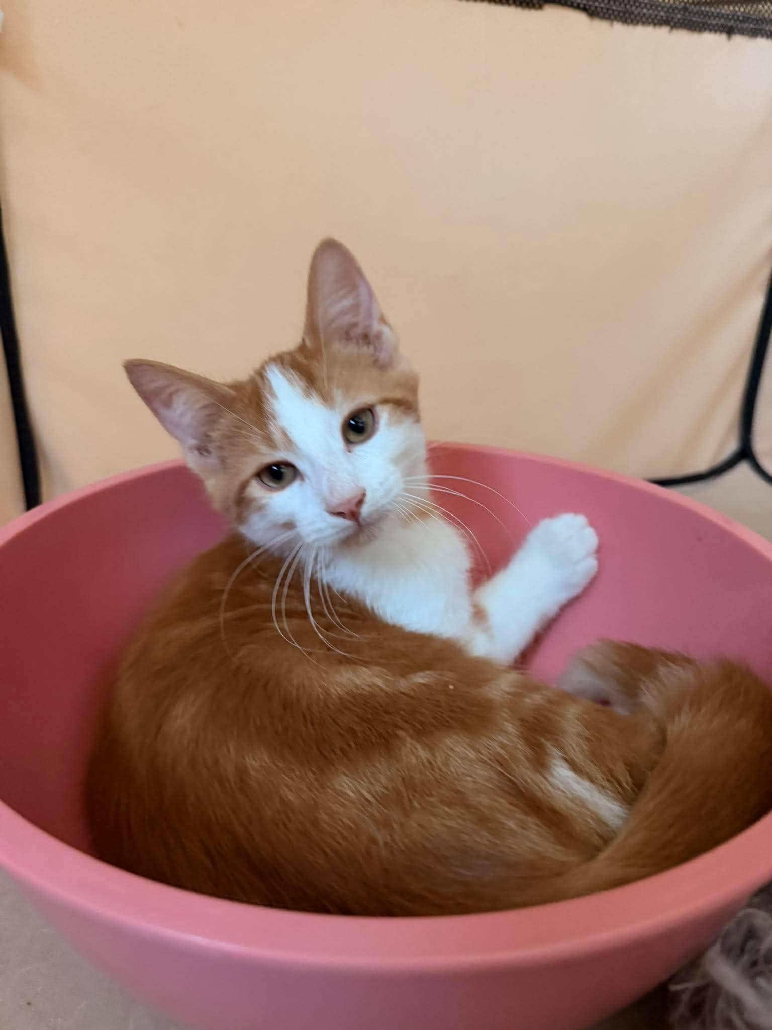 Plum - Domestic Shorthair cat available for adoption at Biscuits and Purrs Cat Rescue in Ottawa