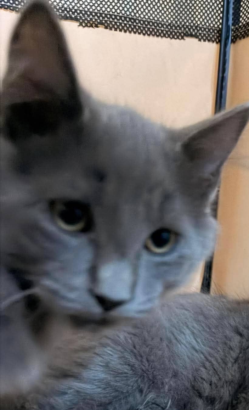 Porkchop - Domestic Shorthair cat available for adoption at Biscuits and Purrs Cat Rescue in Ottawa